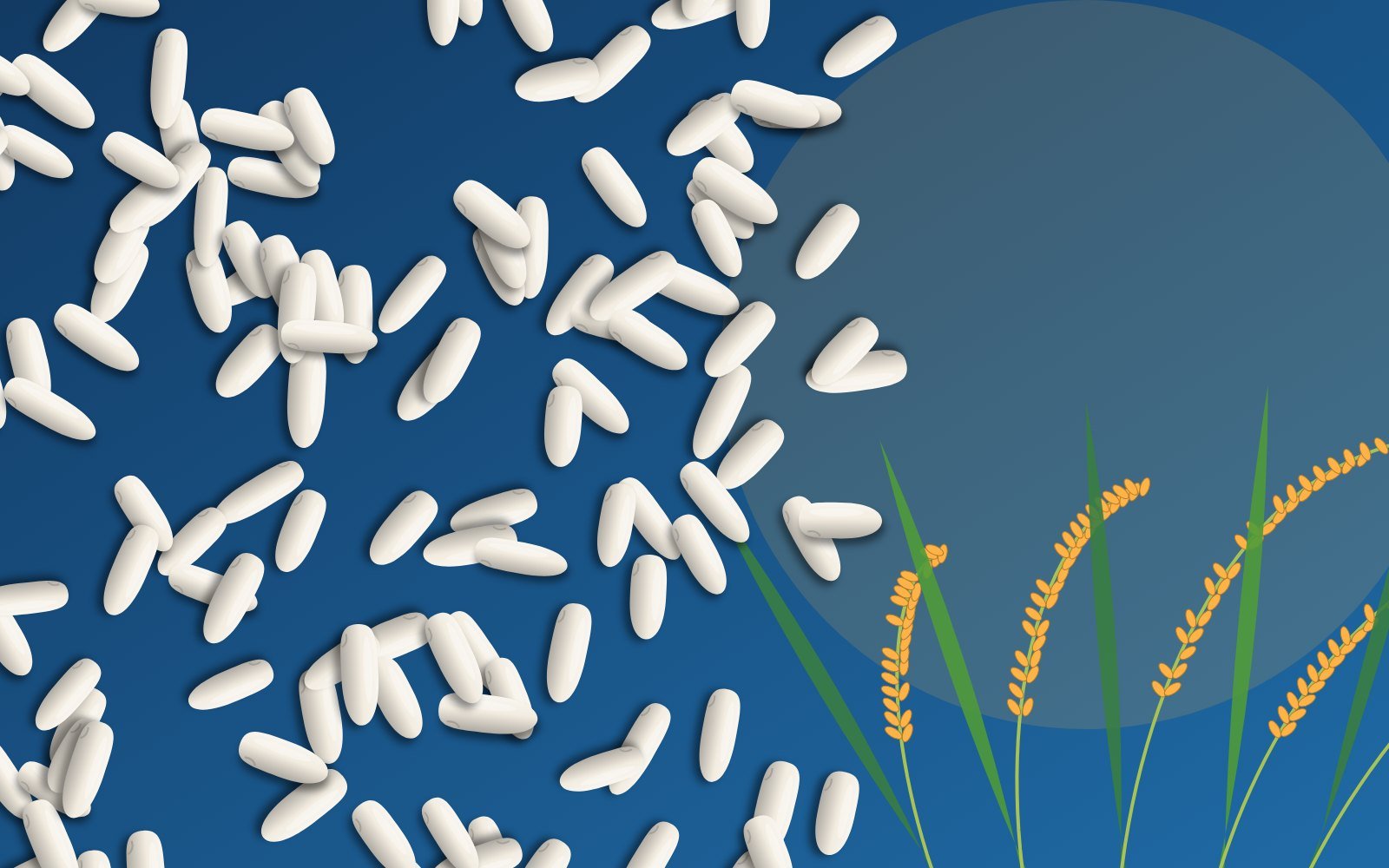 Assorted non-basmati rice grains
